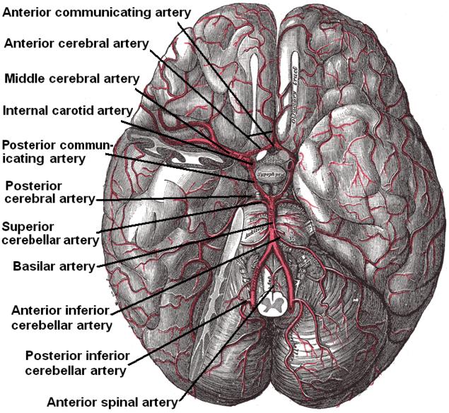 Arteries_beneath_brain_Gray_closer